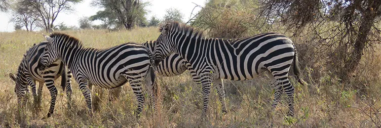 Arusha to Tarangire (Full Day Game Drive) 