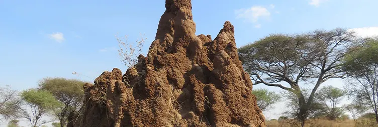 Arusha to Tarangire (Full Day) 