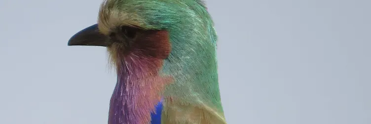  Tarangire to Serengeti Central (Half Day Game Drive) 