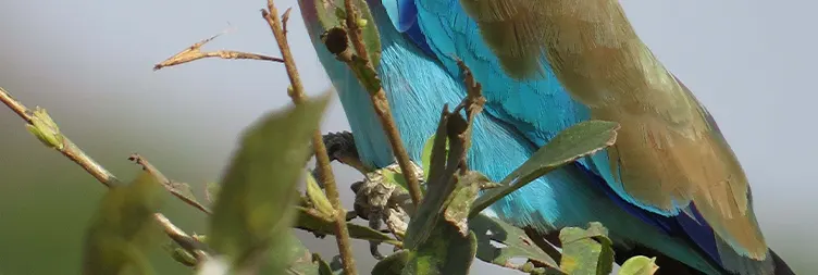 Arusha to Tarangire (Full Day Game Drive) 