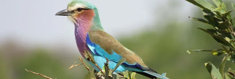 Arusha to Tarangire (Full Day Game Drive) - Camping Experience 