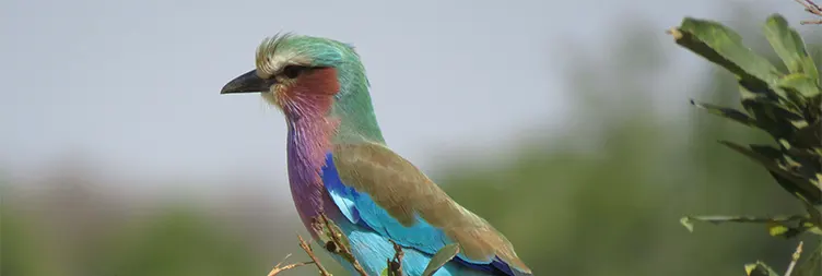 Arusha to Tarangire National Park 