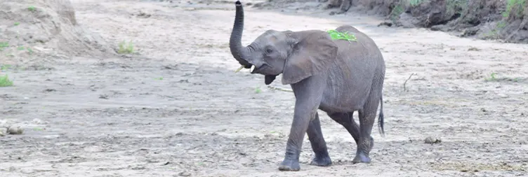 Arusha to Tarangire National park