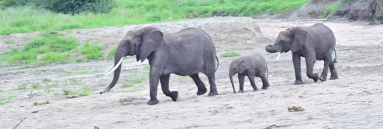 Arusha to Tarangire National Park