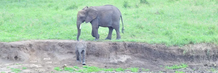 Arusha to Tarangire National Park