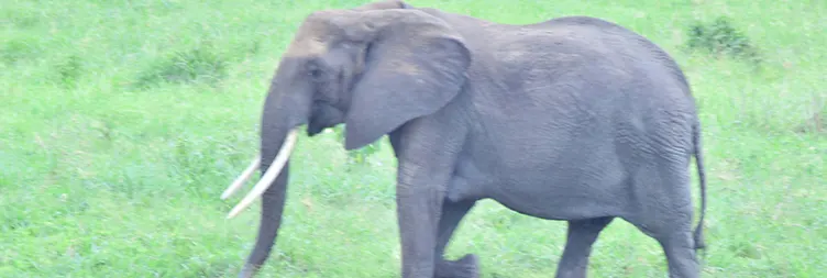 Arusha to Tarangire (Full Day) 