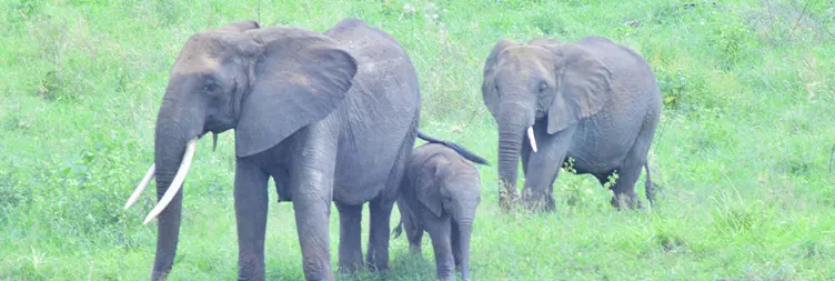 Arusha to Tarangire National Park