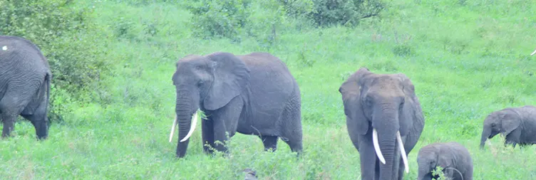 Arusha to Tarangire National Park