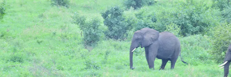 Arusha to Tarangire National Park