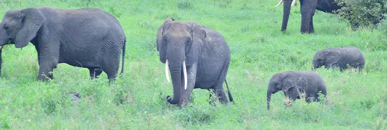 Arusha to Tarangire National Park