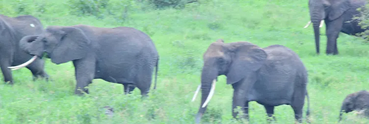 Arusha to Tarangire National Park