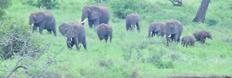 Arusha to Tarangire National Park (Camping Extravaganza) 