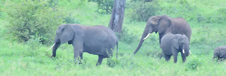 Arusha to Tarangire National Park 