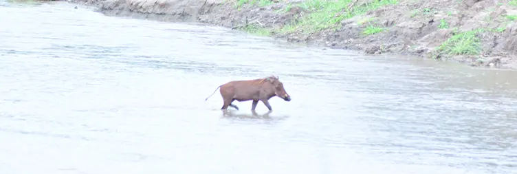  Tarangire to Serengeti Central (Half Day Game Drive) 