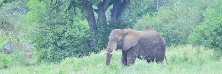 Arusha to Tarangire National Park