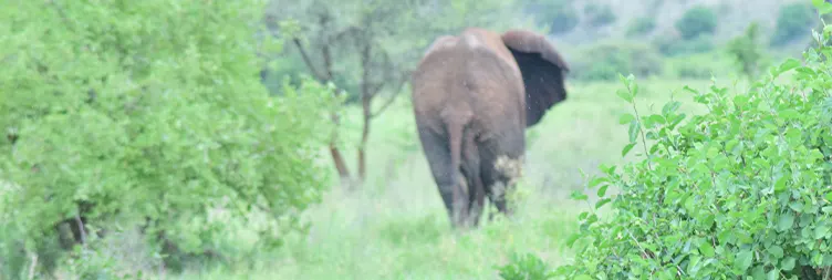 Arusha to Tarangire National Park