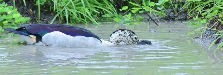 Arusha to Tarangire (Full Day Tour)