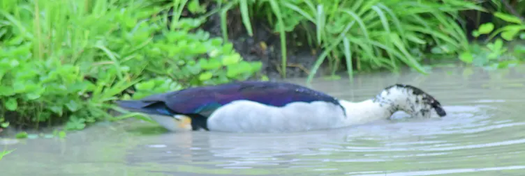 Arusha to Tarangire (Full Day) 