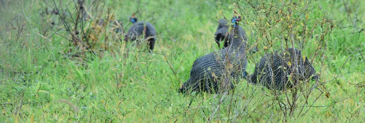 Arusha to Tarangire (Full Day Game Drive) 