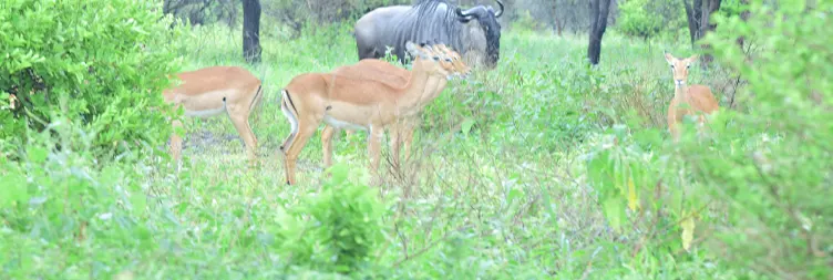 Arusha to Tarangire (Full Day) 