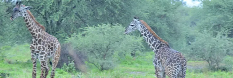 Manyara to Serengeti (Afternoon Game Drive) 