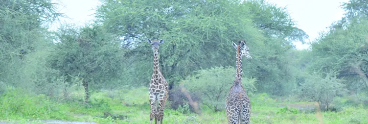 Arusha to Tarangire National Park