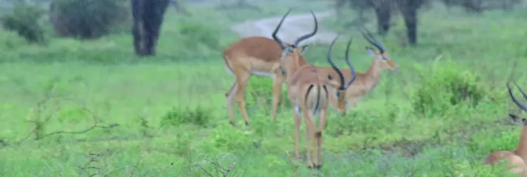 Arusha to Tarangire National Park