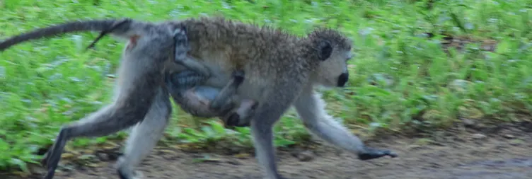 Arusha to Tarangire (Full Day Game Drive)