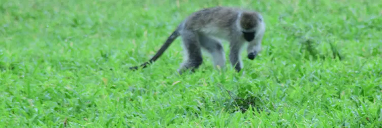 Arusha to Tarangire (Full Day) 