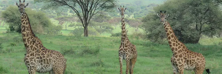 Arusha to Tarangire National Park