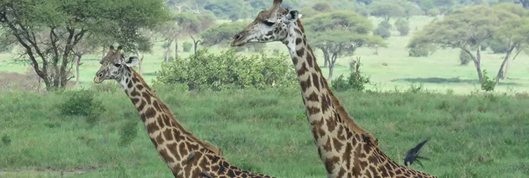 Arusha to Tarangire Natinal Park