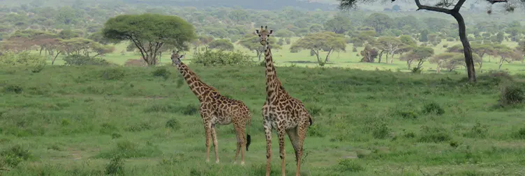 Arusha to Tarangire National Park