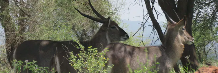 Arusha to Tarangire (Full Day Game Drive)