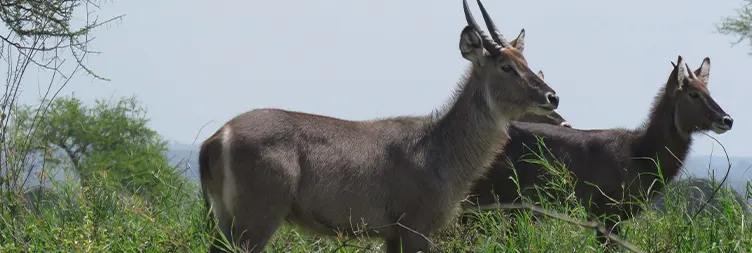 Arusha to Tarangire (Full Day) 