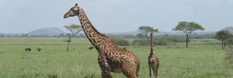 Arusha to Tarangire (Full Day)