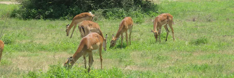Arusha to Tarangire National Park 