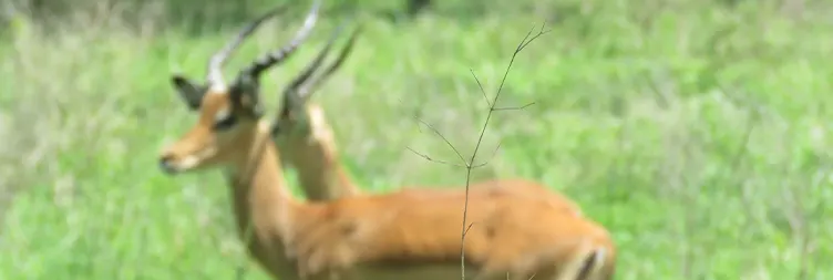 Arusha to Tarangire National Park