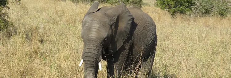 Arusha to Tarangire National Park