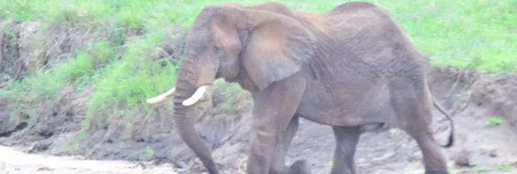 Arusha to Tarangire (Full Day) 