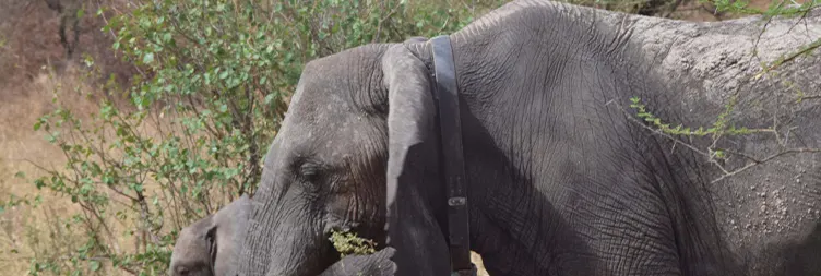 Arusha to Tarangire (Full Day Game Drive): 