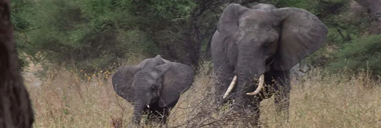 Arusha to Tarangire National Park