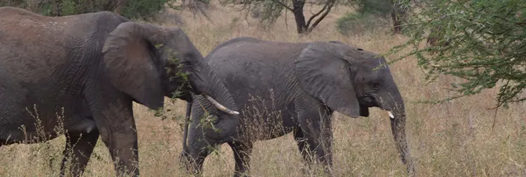 Arusha to Tarangire National Park 