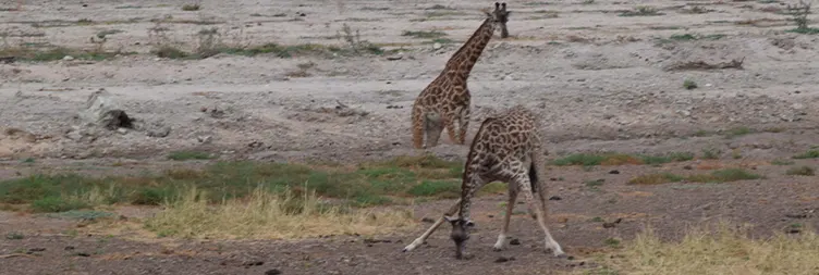 Arusha to Tarangire (Full Day Game Drive) 