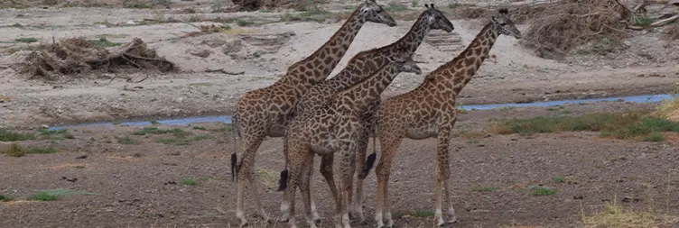 Arusha to Tarangire (Full Day) 