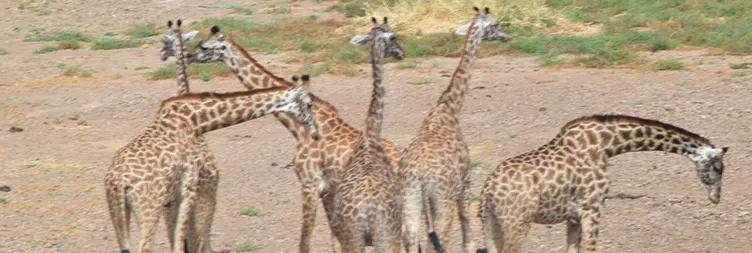 Arusha to Tarangire National Park