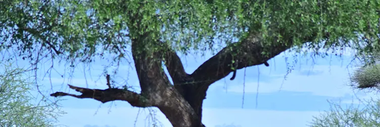 Arusha to Tarangire (Full Day) 