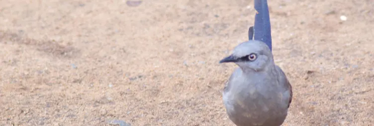 Manyara to Serengeti (Afternoon Game Drive) 