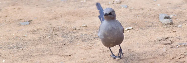 Tarangire to Serengeti Central (Half Day Game Drive) 
