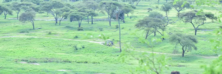 Serengeti (Morning Game Drive) to Ngorongoro 
