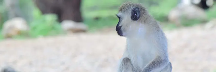 Arusha to Tarangire (Full Day) 